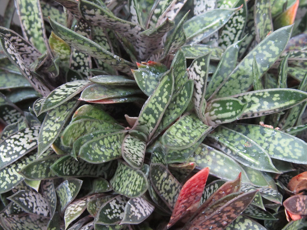 Gasteria pillansii var. ernesti-ruschii