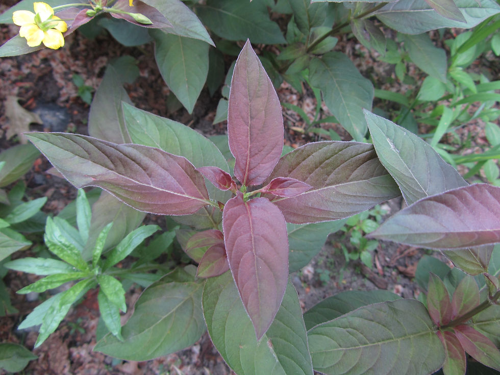 Lysimachia ciliata