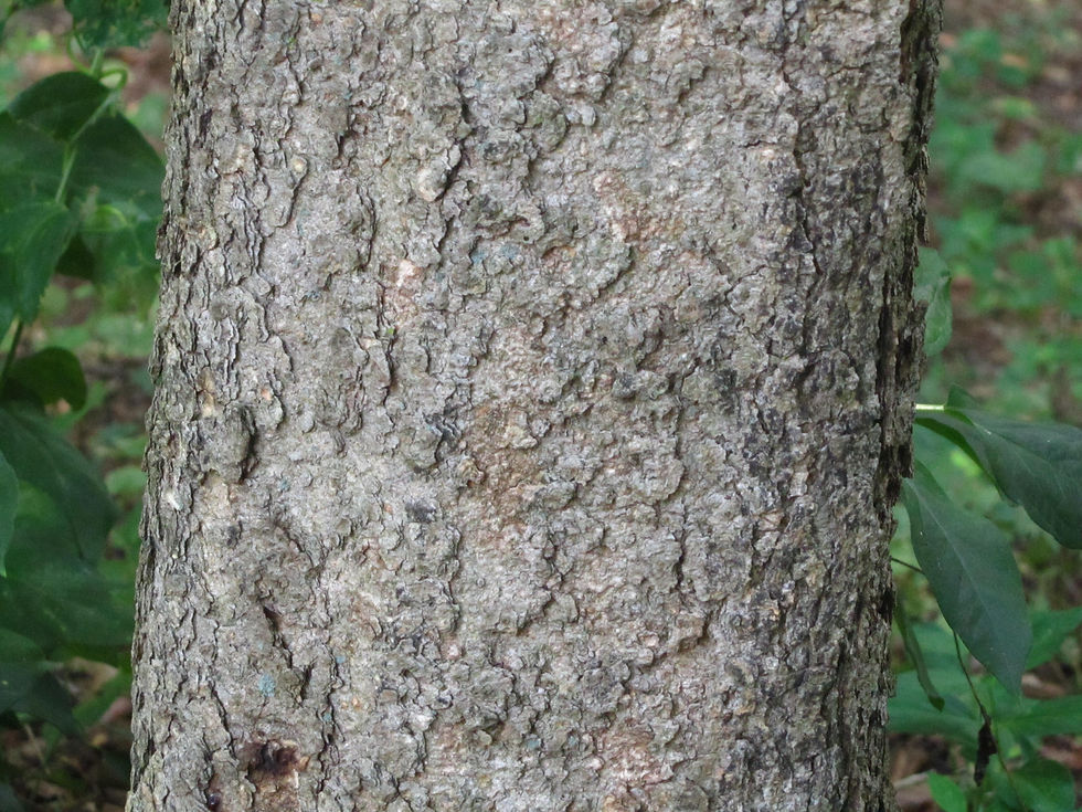 Celtis tenuifolia