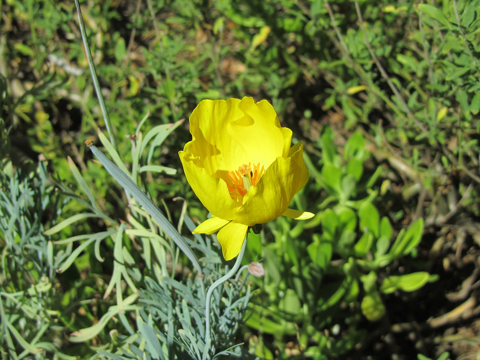 Hunnemannia fumariifolia