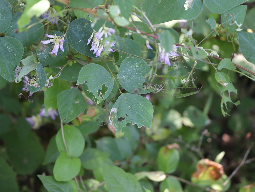 Amphicarpaea bracteata