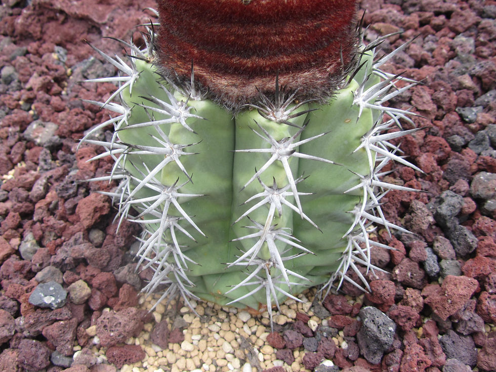 Melocactus oreas