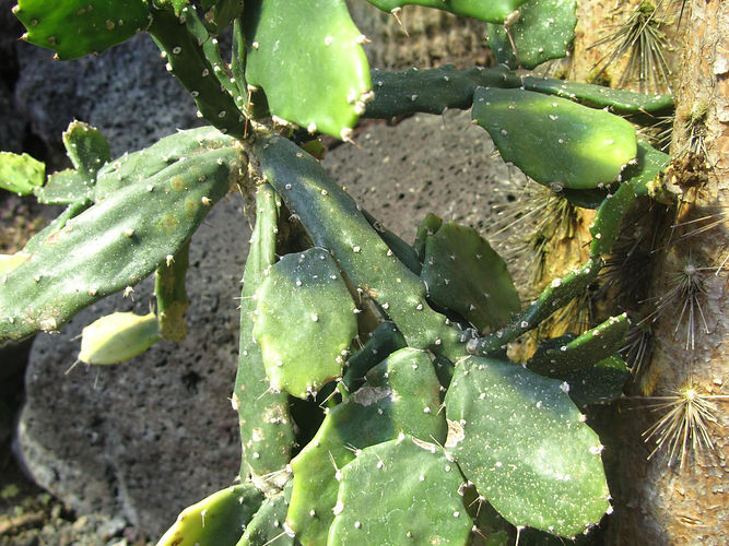 IMG_2203 (Populus tremuloides).jpg
