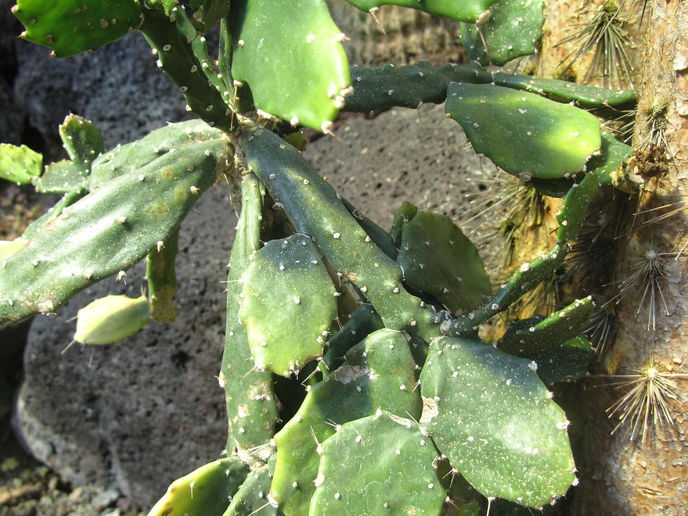 Brasiliopuntia brasiliensis