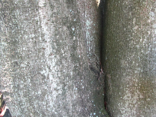 IMG_2203 (Populus tremuloides).jpg