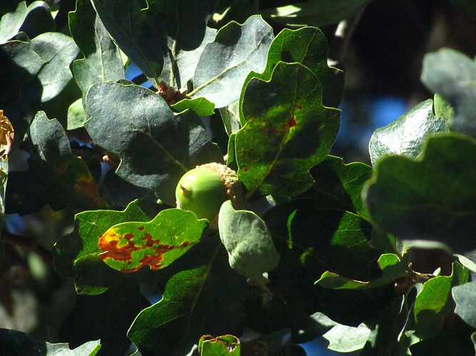 IMG_2203 (Populus tremuloides).jpg