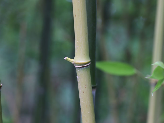 IMG_2203 (Populus tremuloides).jpg