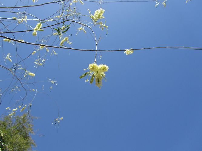 IMG_2203 (Populus tremuloides).jpg