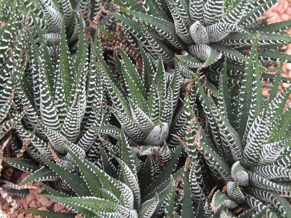 Haworthiopsis attenuata var. attenuata