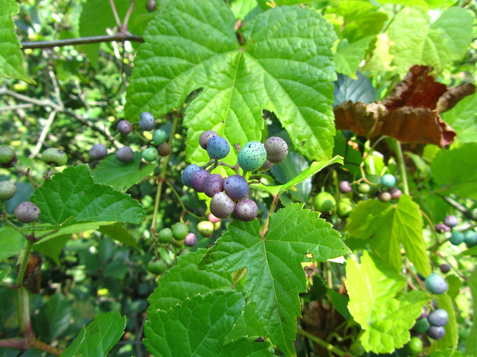 Ampelopsis glandulosa var. brevipedunculata