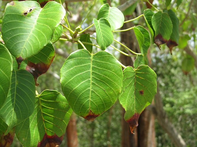 IMG_2203 (Populus tremuloides).jpg