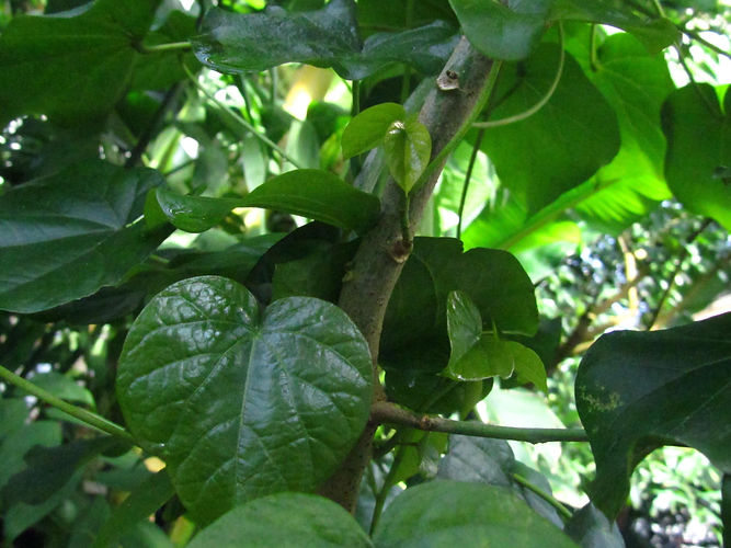 IMG_2203 (Populus tremuloides).jpg