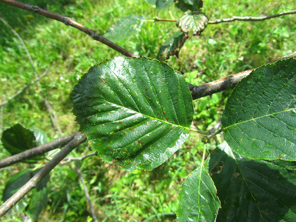 Aria devoniensis