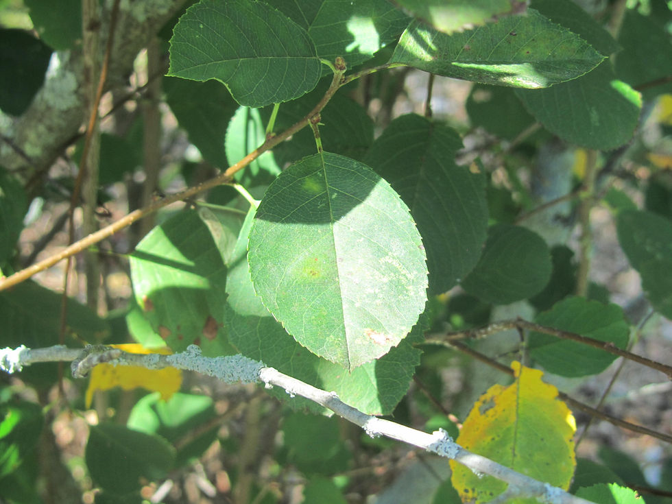 Amelanchier nantucketensis
