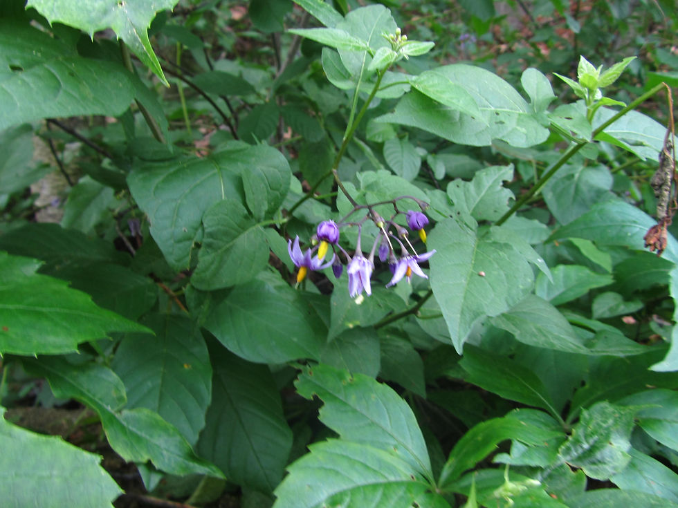 Solanum dulcamara