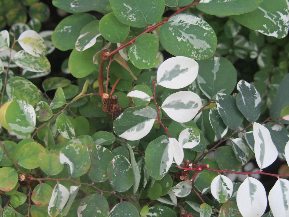 Breynia disticha 'Nana'