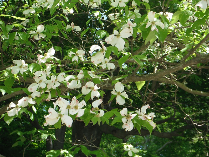 IMG_2203 (Populus tremuloides).jpg
