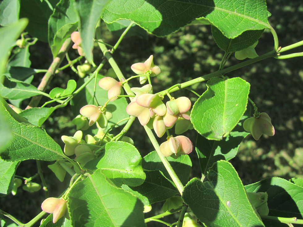 Euonymus sachalinensis