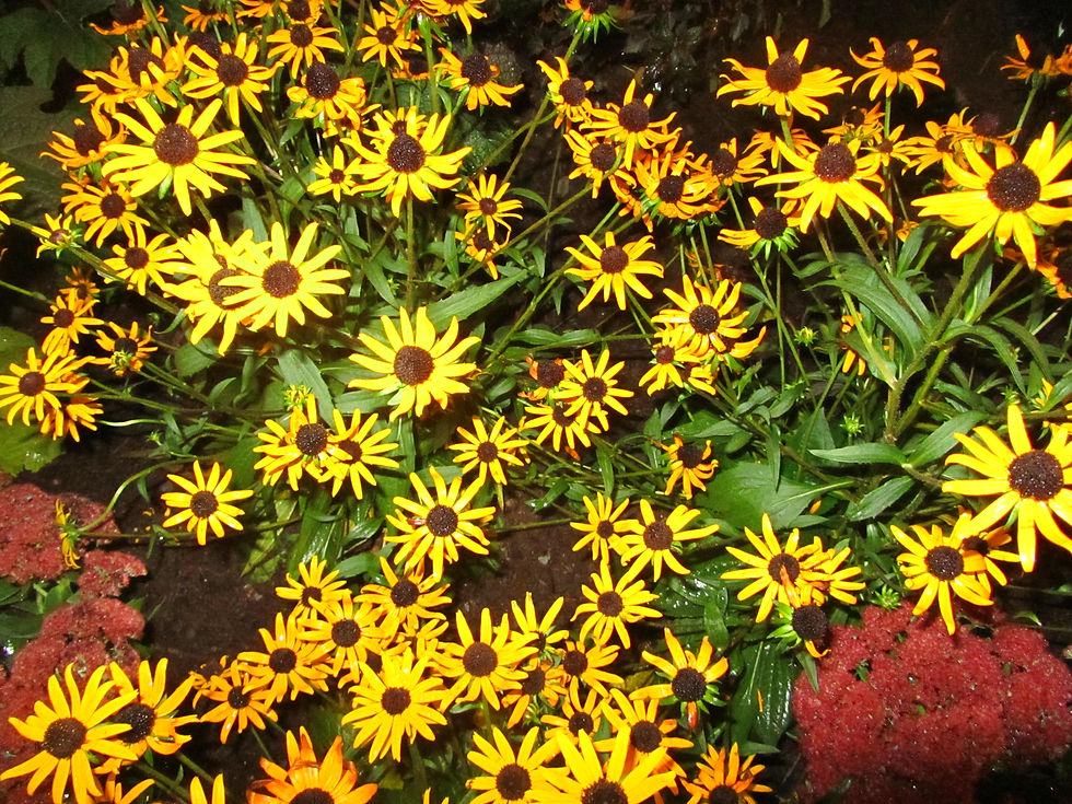 Rudbeckia fulgida var. sullivantii 'Little Goldstar'