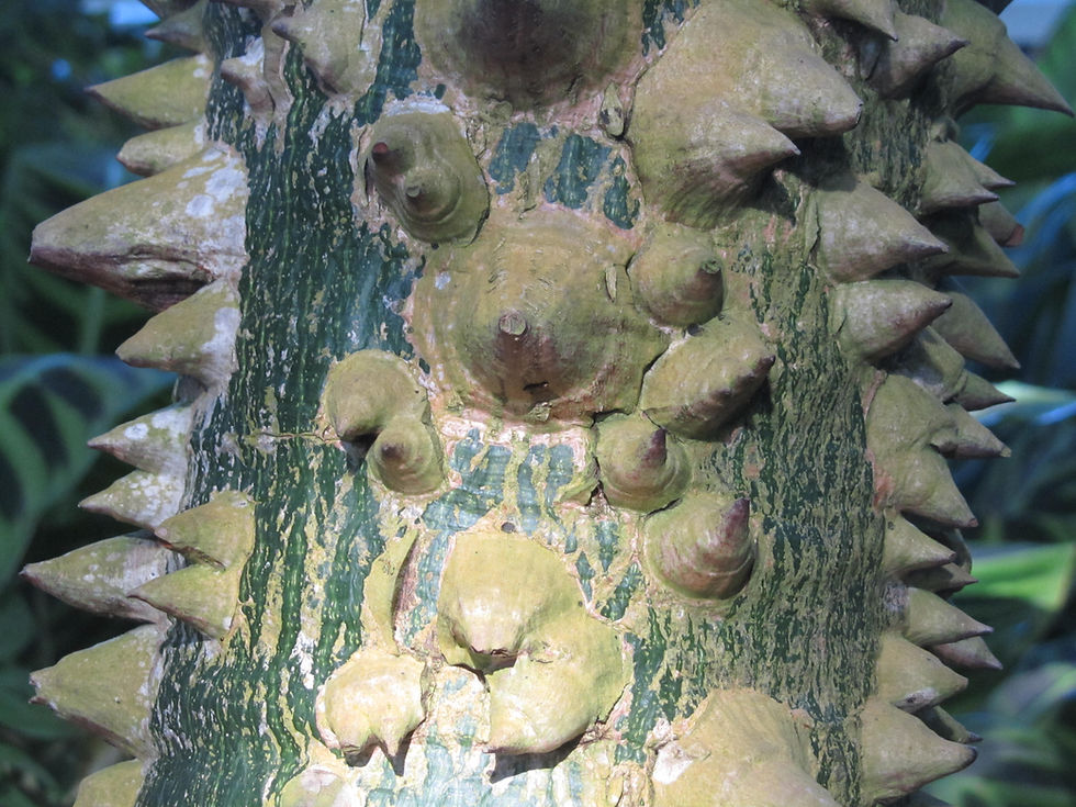 Ceiba speciosa