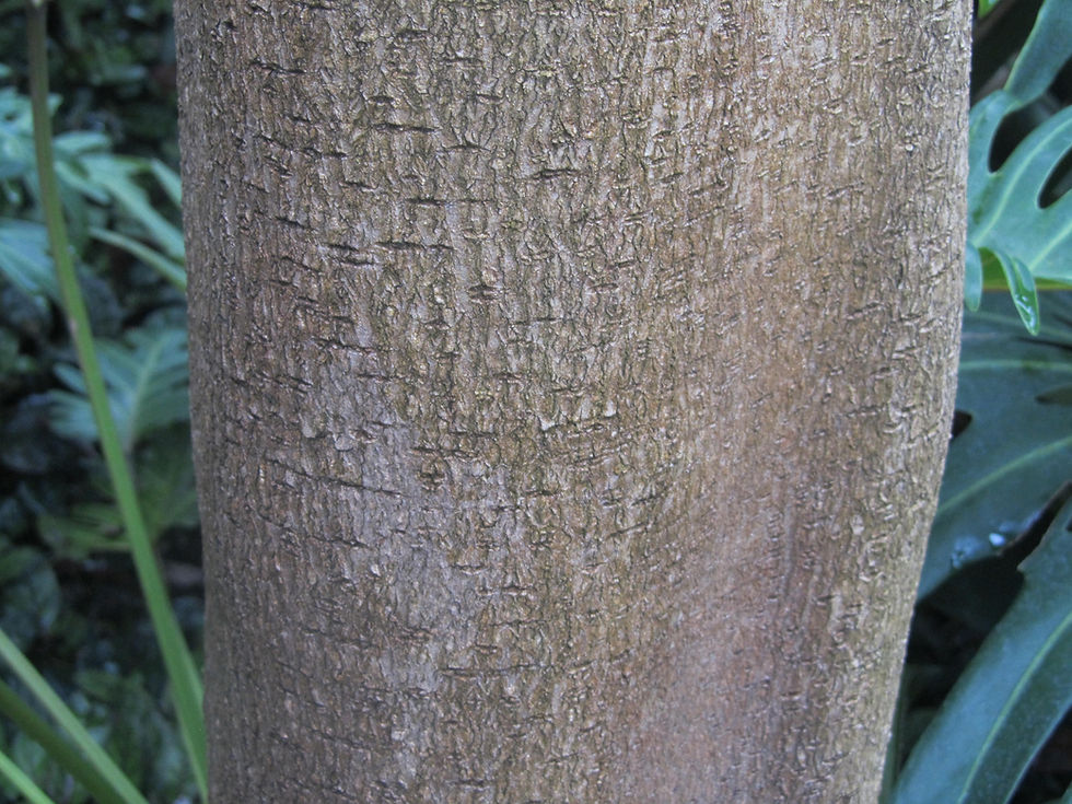 Annona muricata