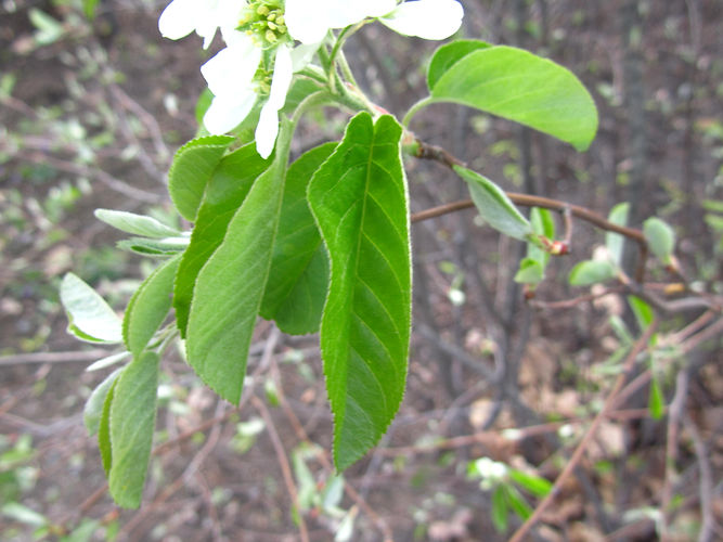 IMG_2203 (Populus tremuloides).jpg