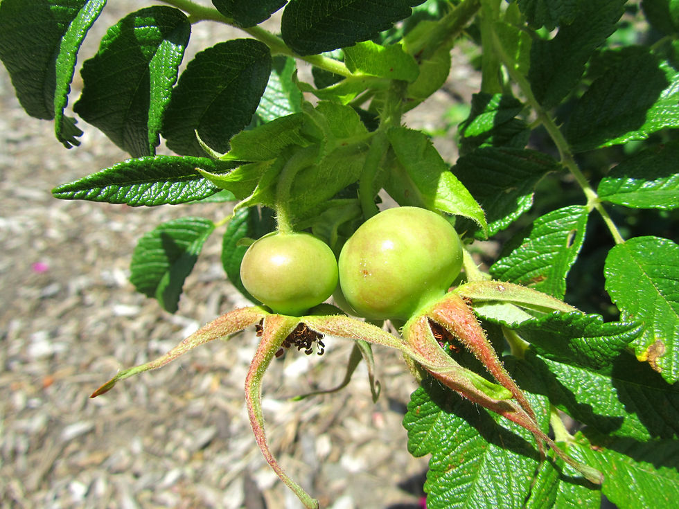 Rosa rugosa