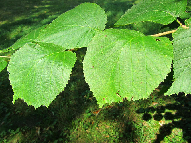 IMG_2203 (Populus tremuloides).jpg