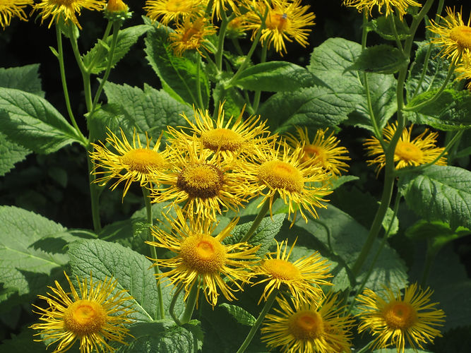 IMG_2203 (Populus tremuloides).jpg