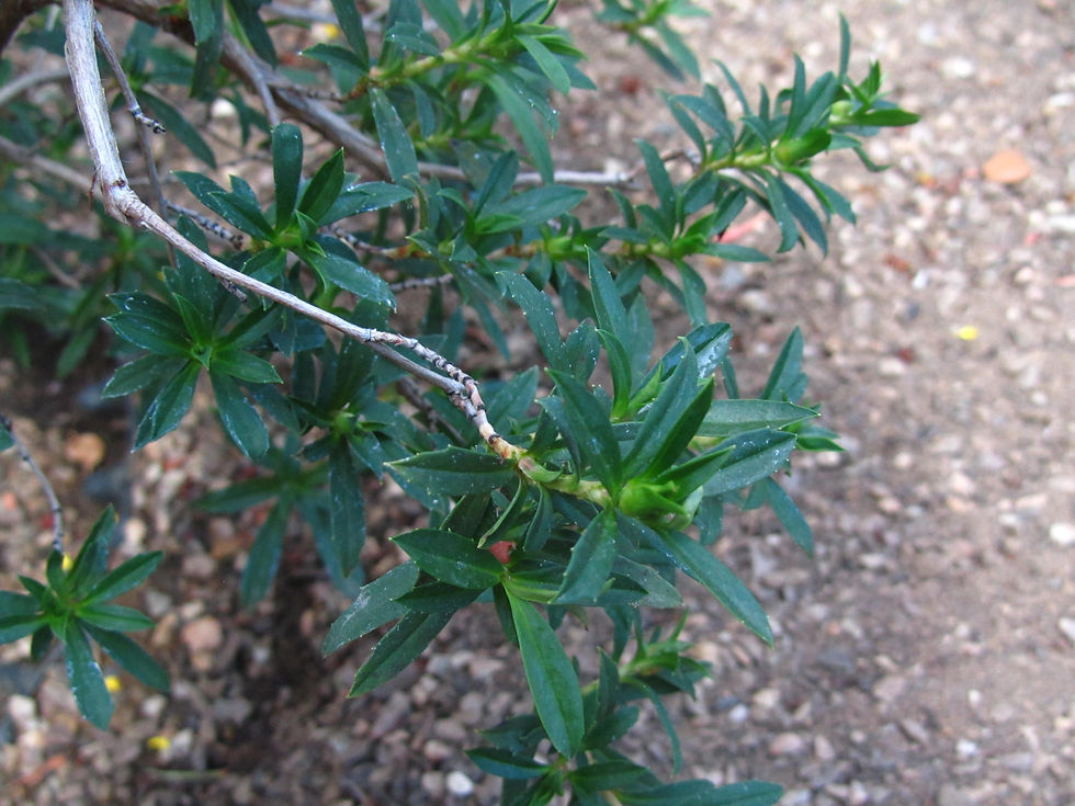 Hibbertia cuneiformis