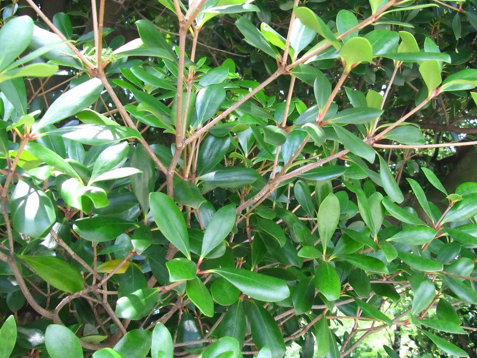 Ternstroemia gymnanthera