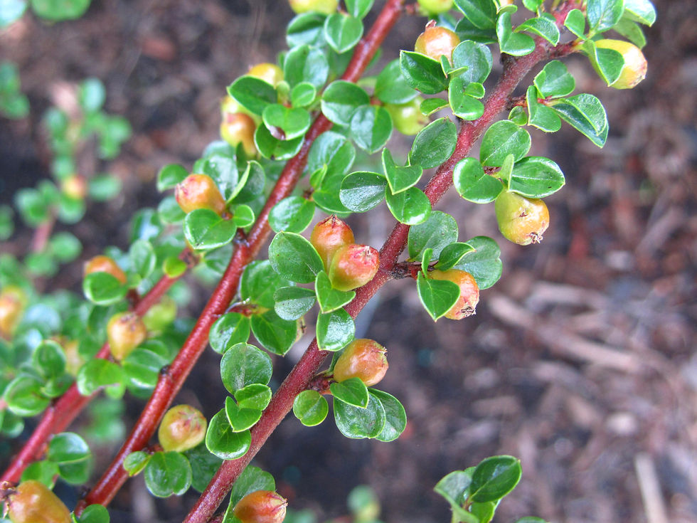 Cotoneaster apiculatus