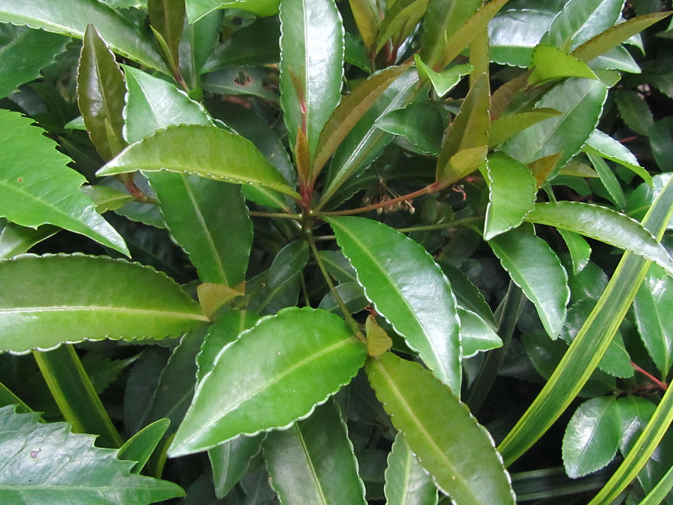 Ardisia crenata