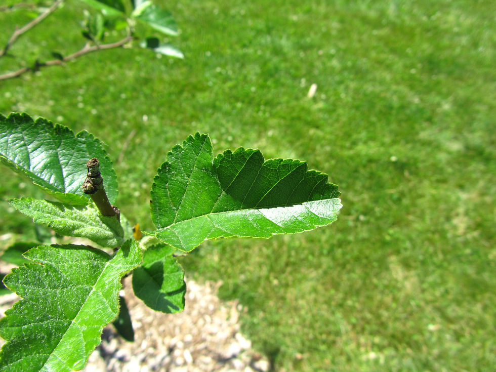 Malus ioensis