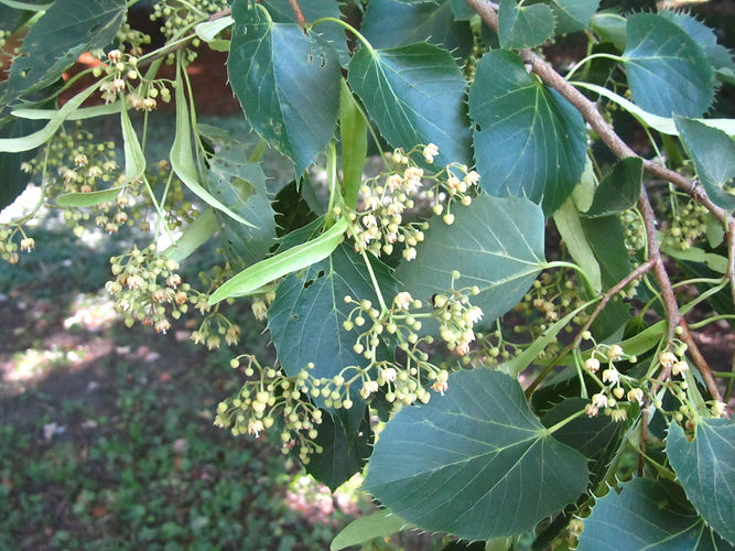 IMG_2203 (Populus tremuloides).jpg