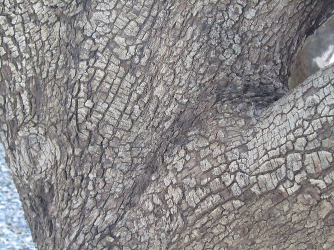 IMG_2203 (Populus tremuloides).jpg