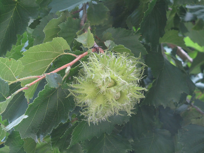 IMG_2203 (Populus tremuloides).jpg