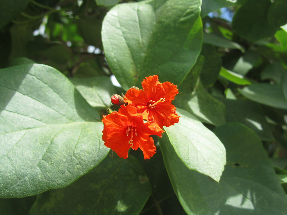 Cordia sebestena var. caymanensis