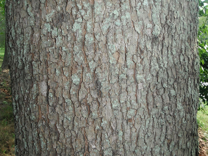 IMG_2203 (Populus tremuloides).jpg