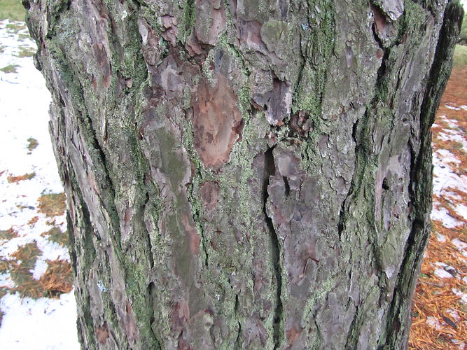 IMG_2203 (Populus tremuloides).jpg