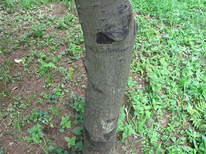 IMG_2203 (Populus tremuloides).jpg