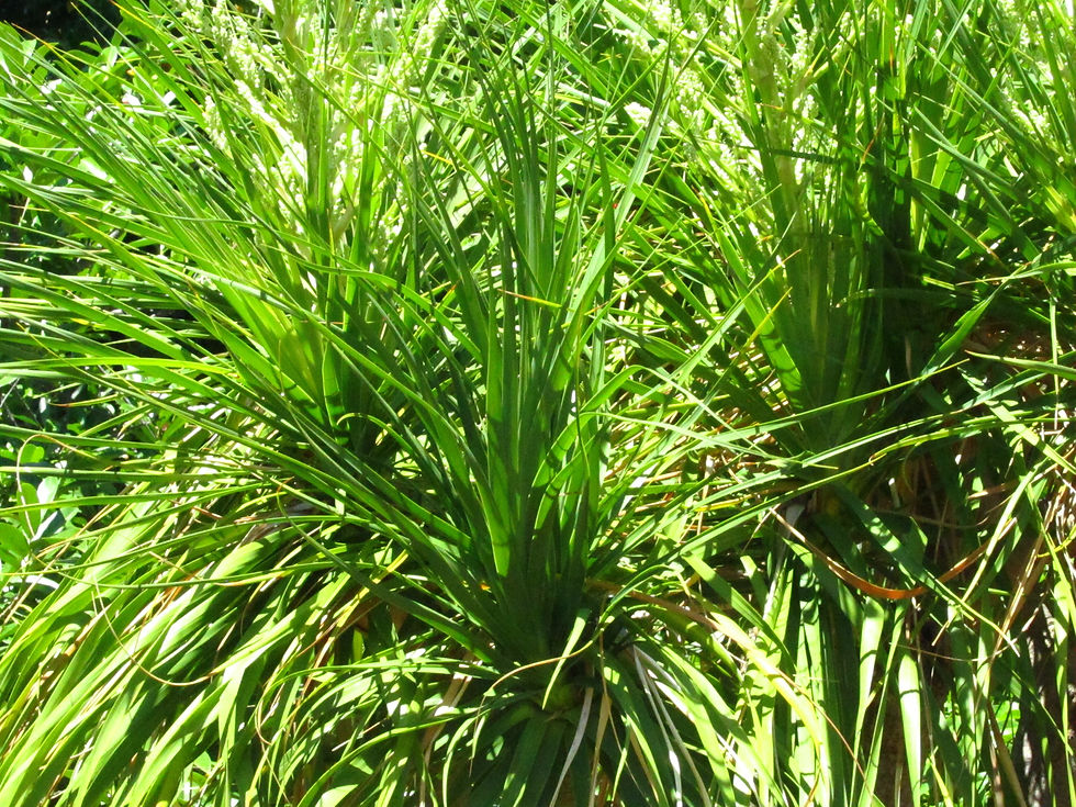 Beaucarnea recurvata
