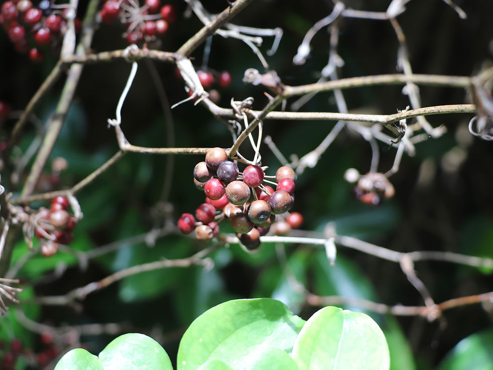 Smilax china