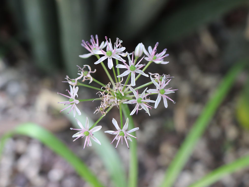 Allium tel-avivense