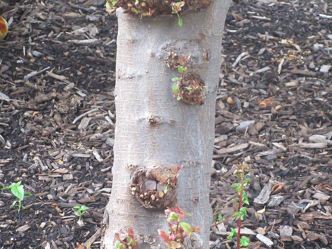 IMG_2203 (Populus tremuloides).jpg