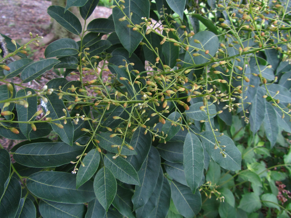 Platyosprion platycarpum