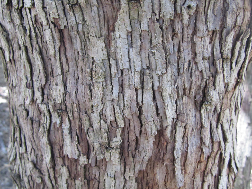 Quercus vaseyana
