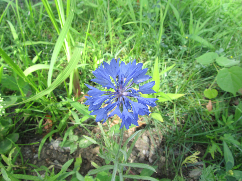 Centaurea cyanus