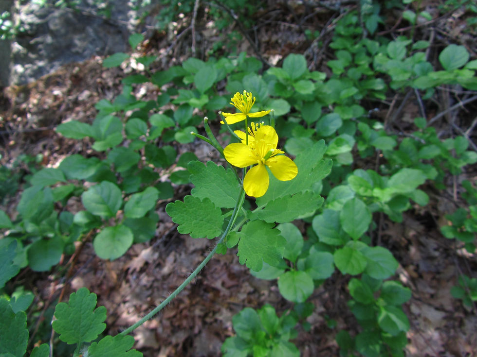 Chelidonium majus