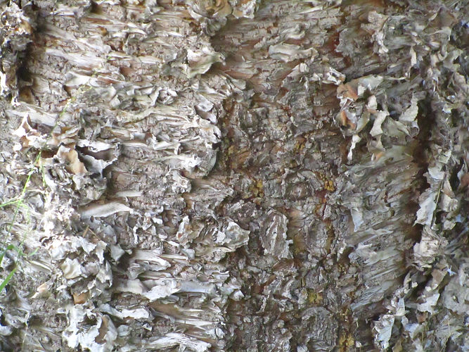 IMG_2203 (Populus tremuloides).jpg